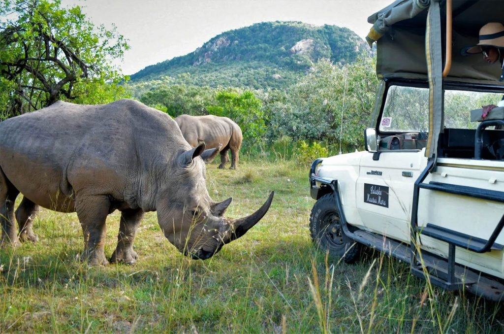 Safari visitors observing a rhino peacefully grazing in the Serengeti grasslands.