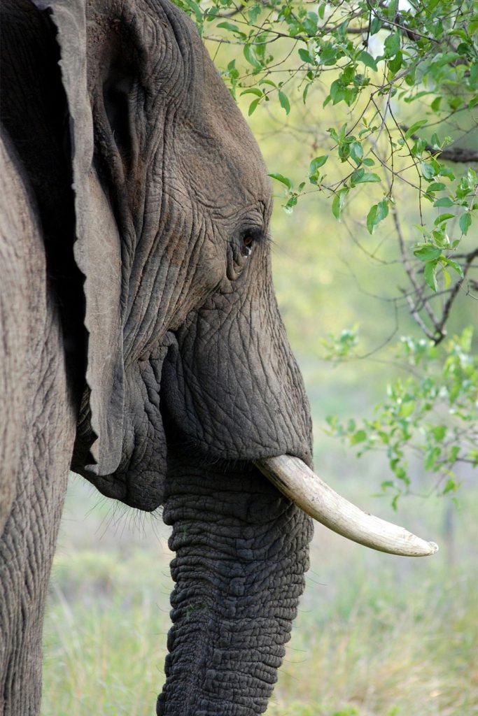 Close-up of an elephant showcasing its majestic features and textured skin.