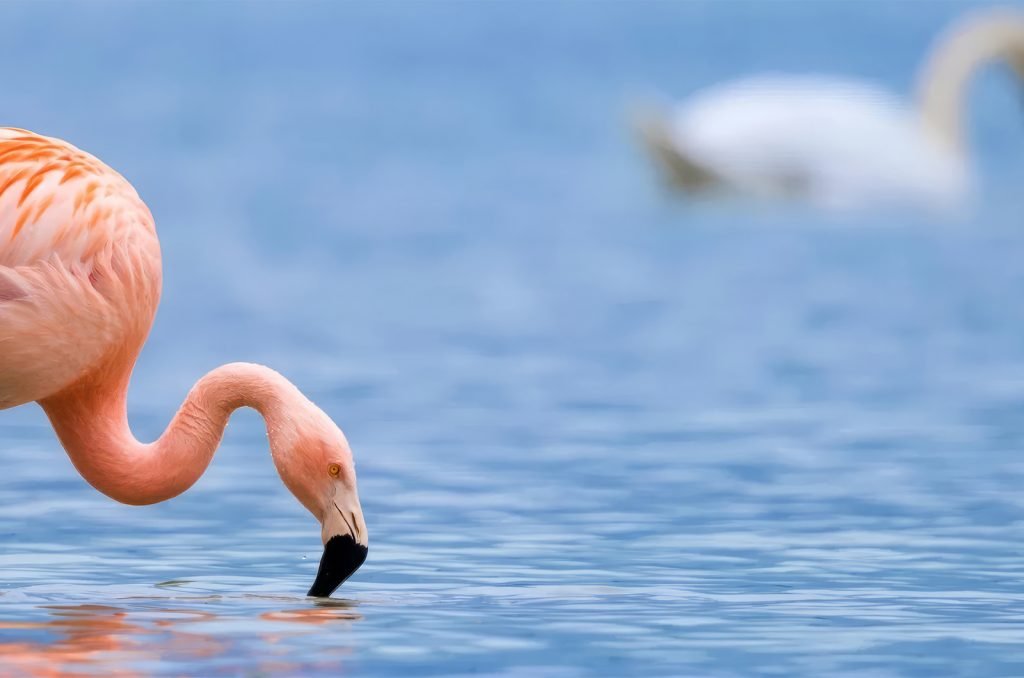 A vibrant flamingo wading in the shallow waters of Lake Manyara, Tanzania.