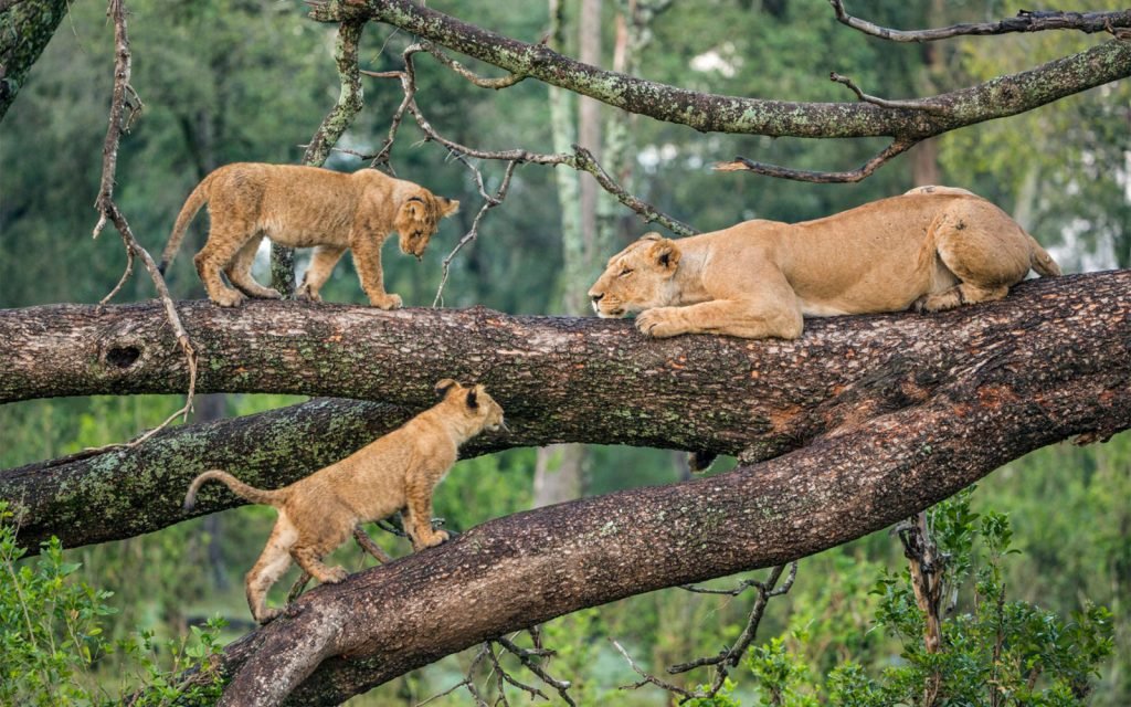 Majestic lion spotted on safari in Lake Manyara National Park