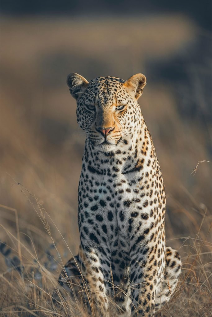 A leopard staring directly ahead, showcasing the raw intensity of Serengeti’s predators.