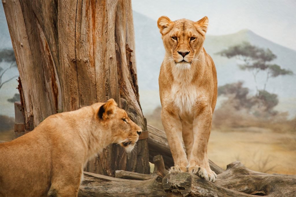 Two lions resting together on the savannah, symbolizing the wild beauty of Tanzania.