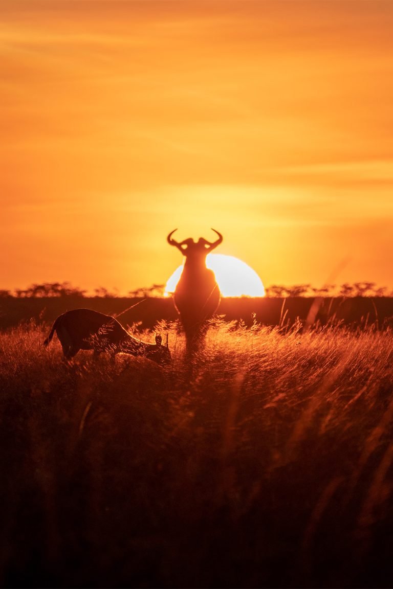 Wildebeest silhouetted against the fiery sunset on the open plains of the Serengeti.