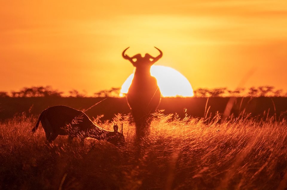 Wildebeest silhouetted against the fiery sunset on the open plains of the Serengeti.