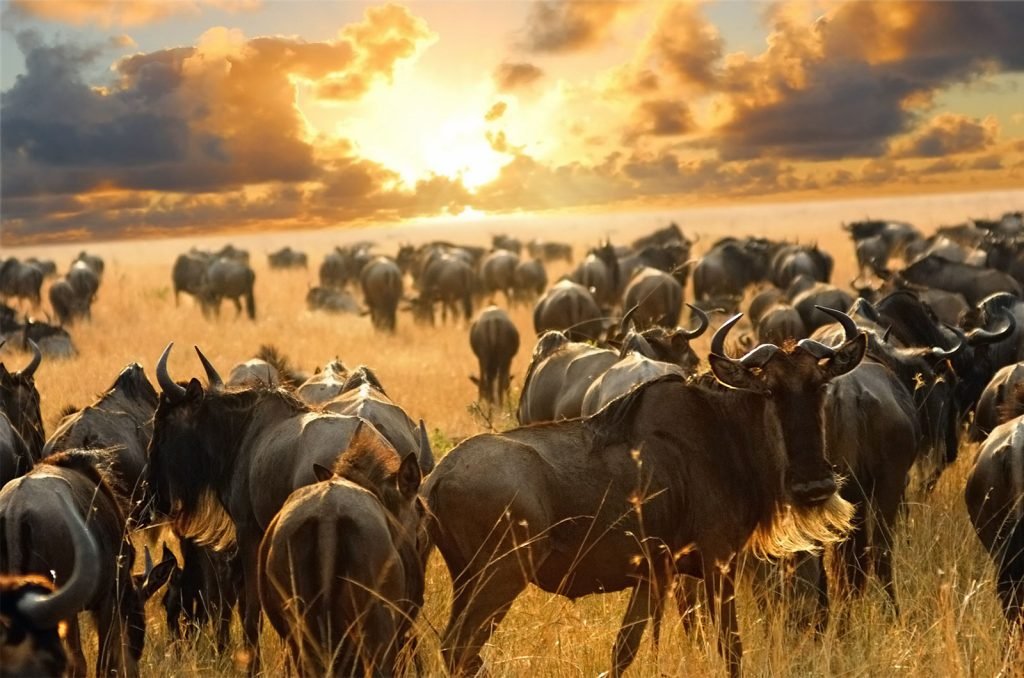 Thousands of wildebeest surging across the Serengeti during the iconic Great Migration.