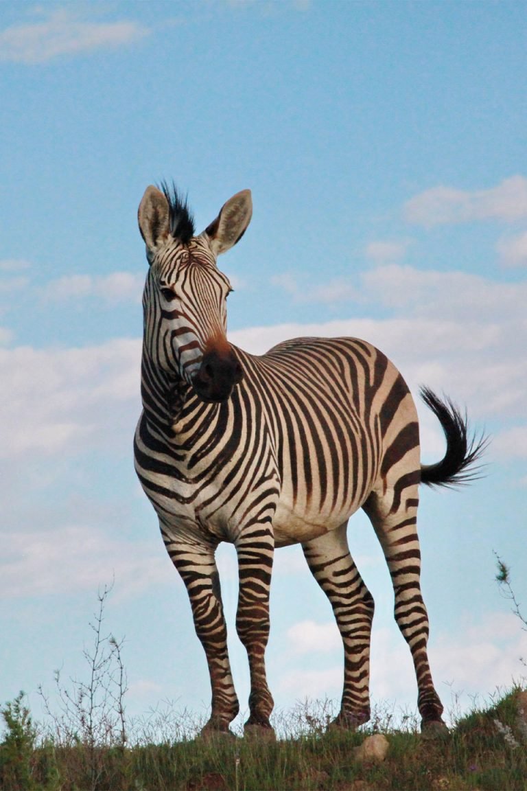 A zebra standing in the lush landscape of Lake Manyara National Park.